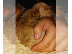 Schnoodle (Miniature) PUPPY FOR SALE ADN-845304 - Schnoodle looking to be