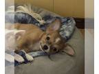 Chihuahua PUPPY FOR SALE ADN-845303 - Bentley