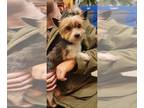 Biewer Terrier PUPPY FOR SALE ADN-845300 - Adorable Male Biewer Yorkshire