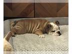 Bulldog PUPPY FOR SALE ADN-845299 - Butter needs a new home