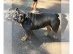 English Bulldog PUPPY FOR SALE ADN-845298 - Looking for a bulldog loving family