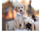 Bordoodle PUPPY FOR SALE ADN-845289 - Cheez it Gold And White Female Bordoodle
