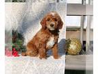 Goldendoodle (Miniature) PUPPY FOR SALE ADN-845288 - f1bb Mini Goldendoodle