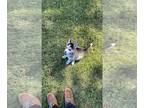 Siberian Husky PUPPY FOR SALE ADN-845259 - Female puppy