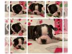 Boston Terrier PUPPY FOR SALE ADN-845255 - Female Boston Terrier Puppy Navi