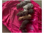 Dachshund PUPPY FOR SALE ADN-845251 - Dachshund Litter