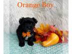 Morkie PUPPY FOR SALE ADN-845250 - Black Morkie Male