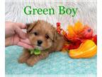 Morkie PUPPY FOR SALE ADN-845249 - Morkie Male