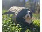 Bernese Mountain Dog PUPPY FOR SALE ADN-845248 - Ava the Christmas puppy