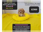 Shih-Poo-Zuchon Mix PUPPY FOR SALE ADN-845224 - Beautiful ZAYLEE Pymnts