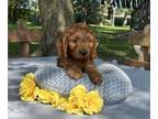 Cockapoo PUPPY FOR SALE ADN-845216 - Cockapoo Puppy Male