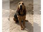 Bloodhound PUPPY FOR SALE ADN-845215 - AKC Bloodhounds