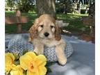 Cockapoo PUPPY FOR SALE ADN-845214 - Cockapoo Puppy Male