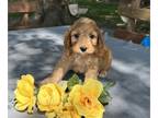 Cockapoo PUPPY FOR SALE ADN-845213 - Cockapoo Puppy Male