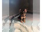 French Bulldog PUPPY FOR SALE ADN-845210 - 10 week of French bulldog puppies