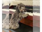 Maltipoo PUPPY FOR SALE ADN-845186 - Roxy
