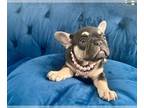 French Bulldog PUPPY FOR SALE ADN-845182 - BLACK TAN TRI ISABELLA CARRIER