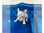 French Bulldog PUPPY FOR SALE ADN-845181 - Blue Merle MICRO Male