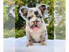 French Bulldog PUPPY FOR SALE ADN-845175 - LILAC Tri Merle Big Rope Fluffy