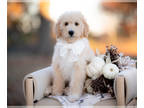 Bordoodle PUPPY FOR SALE ADN-845148 - Tostito Gold And White Male Bordoodle