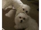 Maltese PUPPY FOR SALE ADN-845145 - CKC Purebred Maltese