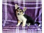 Pembroke Welsh Corgi PUPPY FOR SALE ADN-845131 - Ella