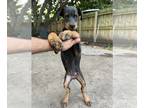 Doberman Pinscher DOG FOR ADOPTION ADN-845194 - Dior