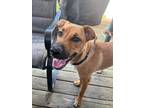 Adopt Lylah (FKA Amaretto 23-080 D) a Tan/Yellow/Fawn Mixed Breed (Medium) /
