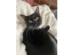Adopt Daisy Mae a Black & White or Tuxedo Domestic Shorthair cat in Lebanon
