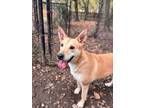 Adopt BELA a Shepherd (Unknown Type) / Mixed dog in Little Rock, AR (33787515)