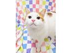 Adopt Tigger a Orange or Red (Mostly) Domestic Shorthair (short coat) cat in
