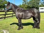 Blue Roan draft cross