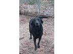 Ethel, Labrador Retriever For Adoption In Batesville, Arkansas