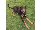 Reginold, Doberman Pinscher For Adoption In Kelowna, British Columbia