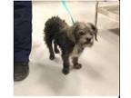 Cheeto, Cairn Terrier For Adoption In Kelowna, British Columbia