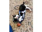 Moe, Domestic Shorthair For Adoption In Little Rock, Arkansas