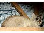 Brady, Siamese For Adoption In Cardwell, Montana