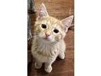 Kate Spade, Domestic Shorthair For Adoption In Mishawaka, Indiana