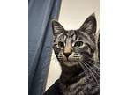 Christian Dior, Domestic Mediumhair For Adoption In Mishawaka, Indiana