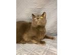 Tubs, Domestic Shorthair For Adoption In Wintersville, Ohio