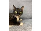 Simon, Domestic Shorthair For Adoption In Wintersville, Ohio