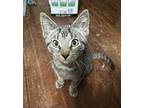 Michael Kors, Domestic Shorthair For Adoption In Mishawaka, Indiana