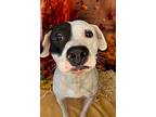 Rodney, Terrier (unknown Type, Small) For Adoption In Wintersville, Ohio