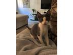 Little Fluffer Drummer Boy, Domestic Shorthair For Adoption In Raleigh