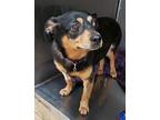 Angel, Miniature Pinscher For Adoption In Hopkinsville, Kentucky