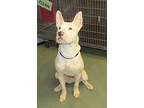 Cadbury, American Staffordshire Terrier For Adoption In Raleigh, North Carolina