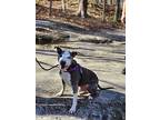 Louis V., American Staffordshire Terrier For Adoption In Raleigh, North Carolina