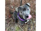 Bluey, American Staffordshire Terrier For Adoption In Raleigh, North Carolina