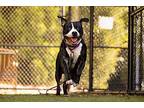 Jose, American Staffordshire Terrier For Adoption In Raleigh, North Carolina