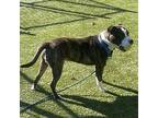Croissant, American Staffordshire Terrier For Adoption In Raleigh
